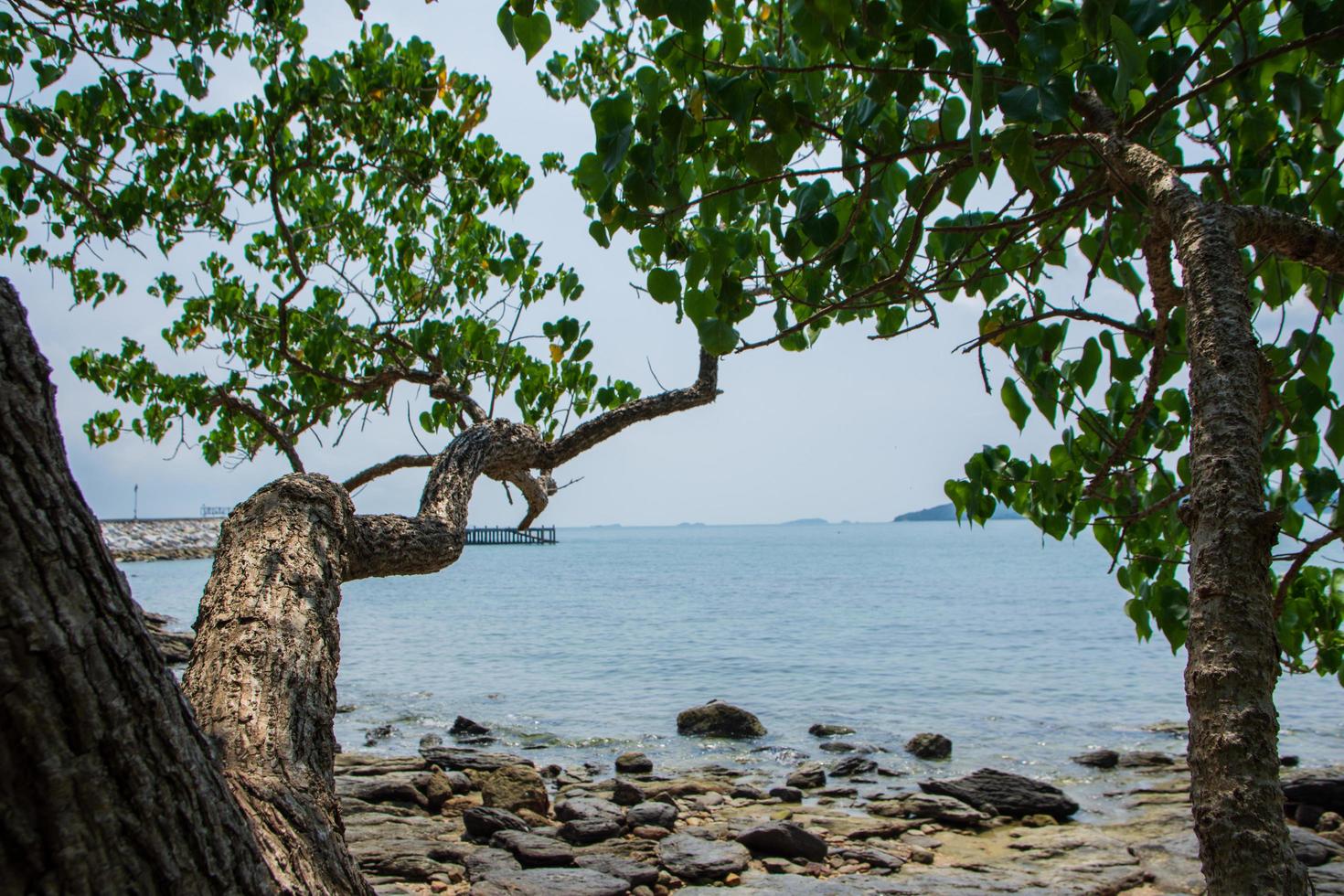 Rocks and trees at a beach in Thailand photo