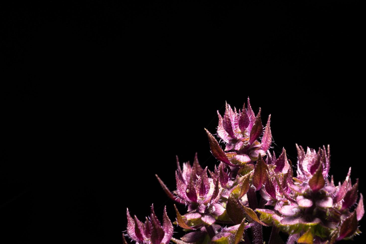 flor de albahaca sobre fondo negro foto