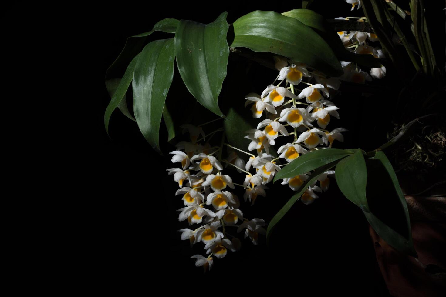 flor blanca sobre fondo negro foto