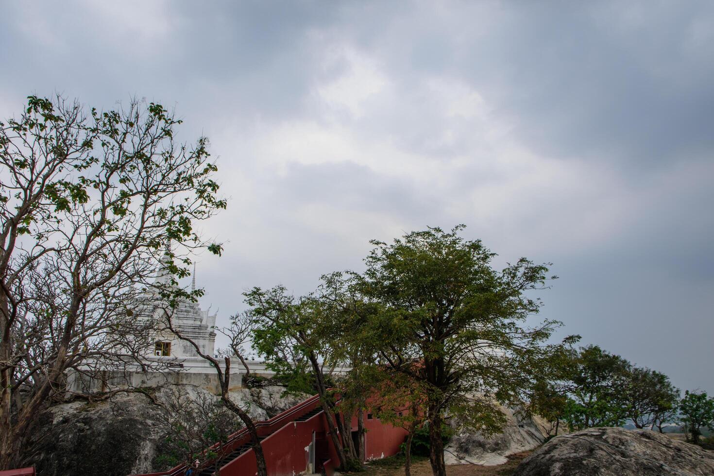 árboles bajo el cielo nublado foto