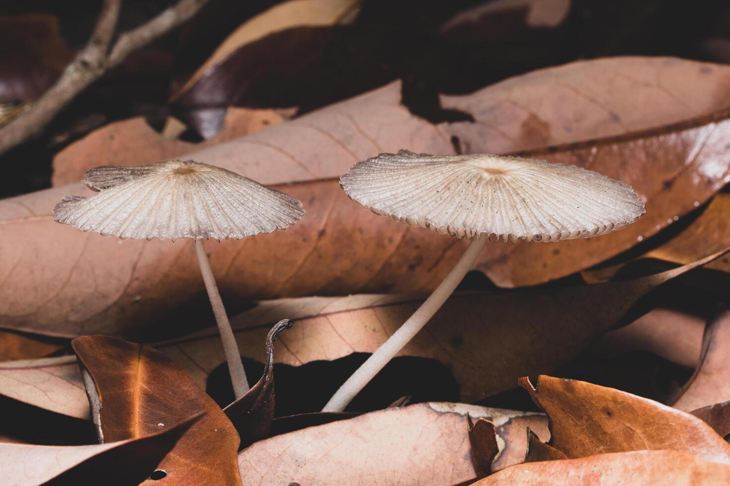 Wild mushrooms in the forest photo