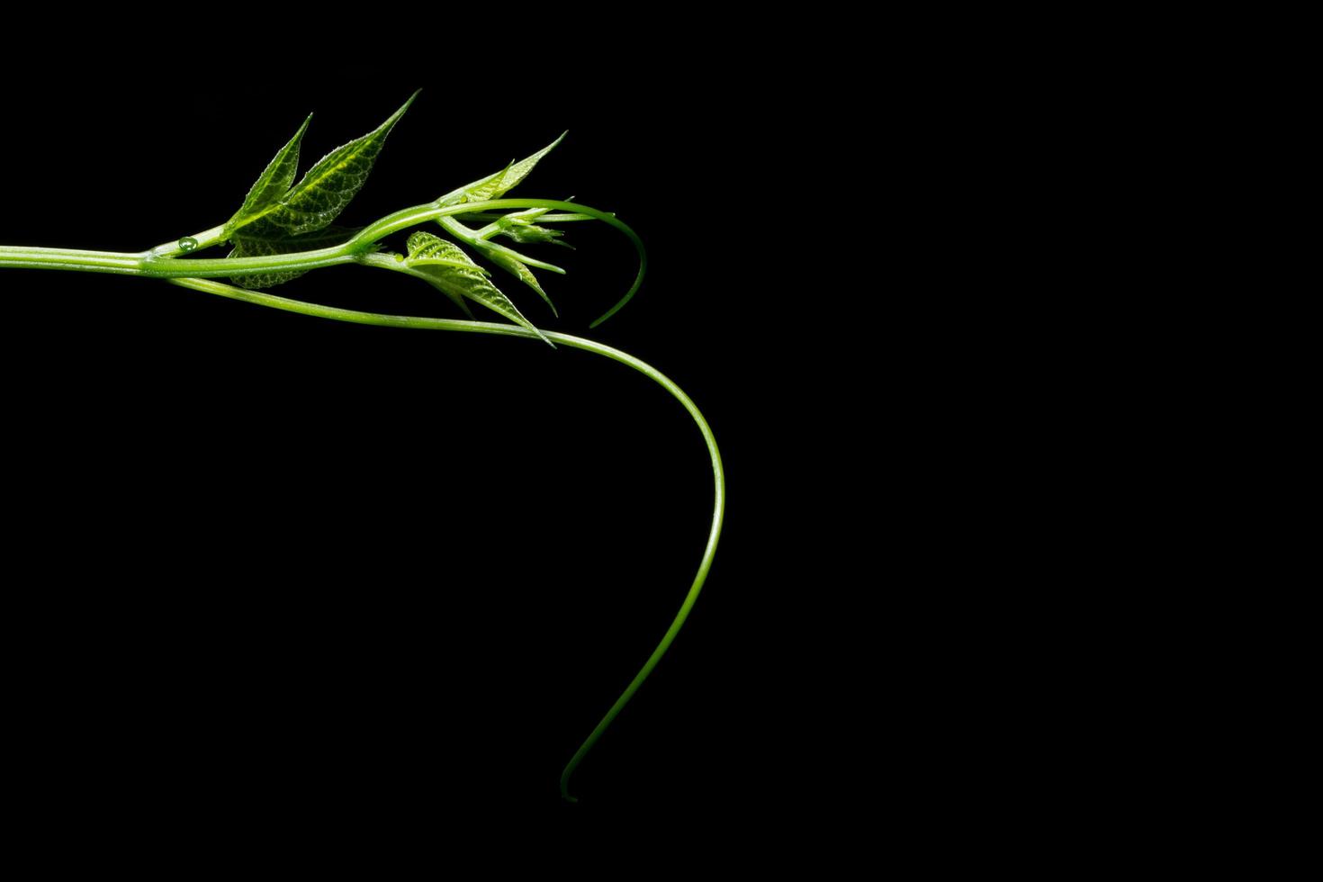 Sprout plants on black background photo