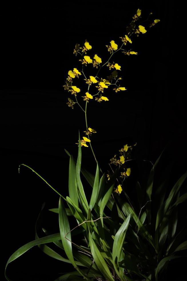 flor amarilla sobre fondo negro foto