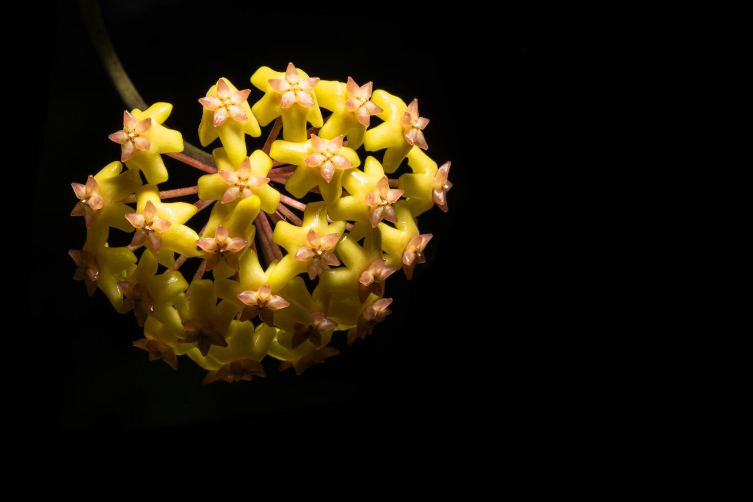 Yellow Hoya flower on black background photo