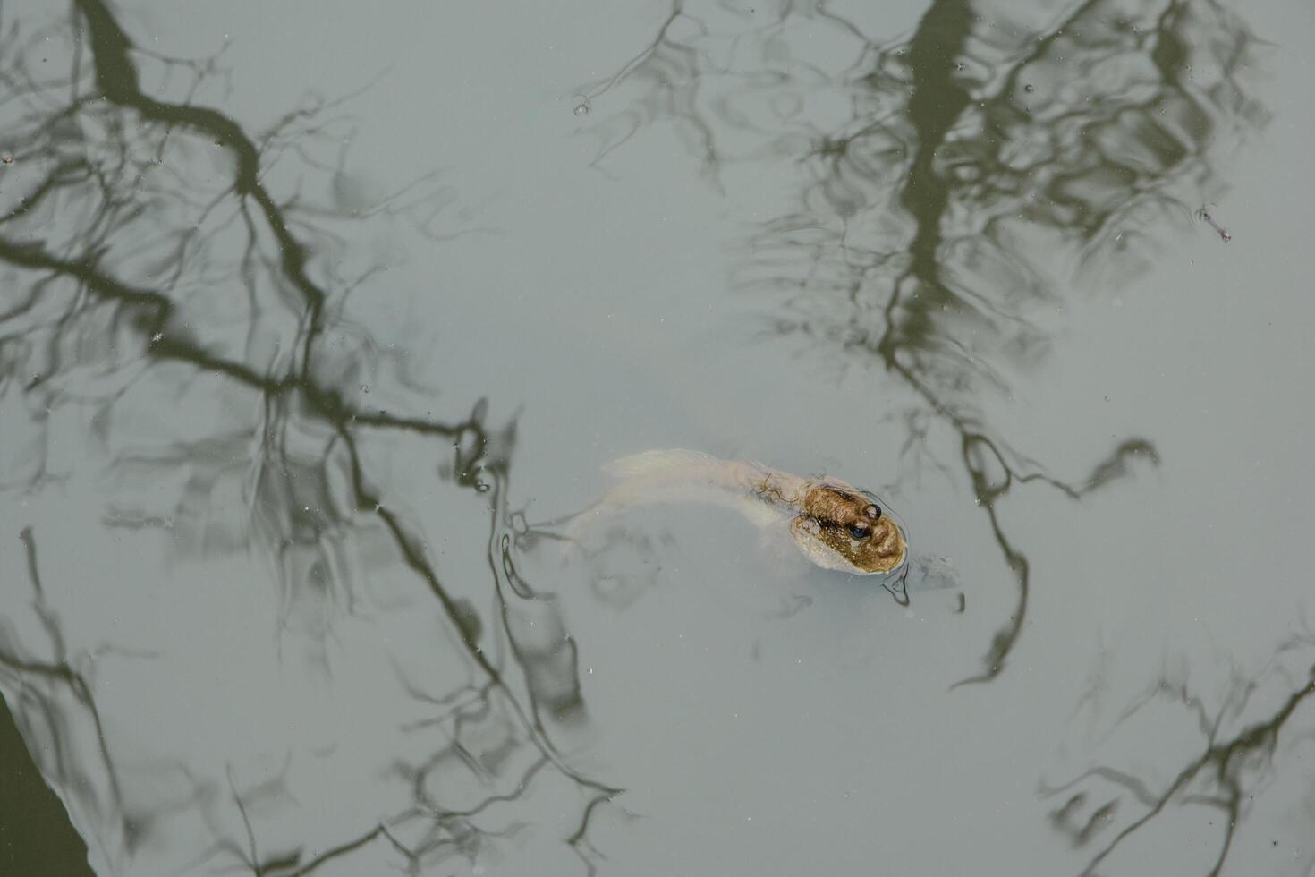 Mudskipper in the water photo