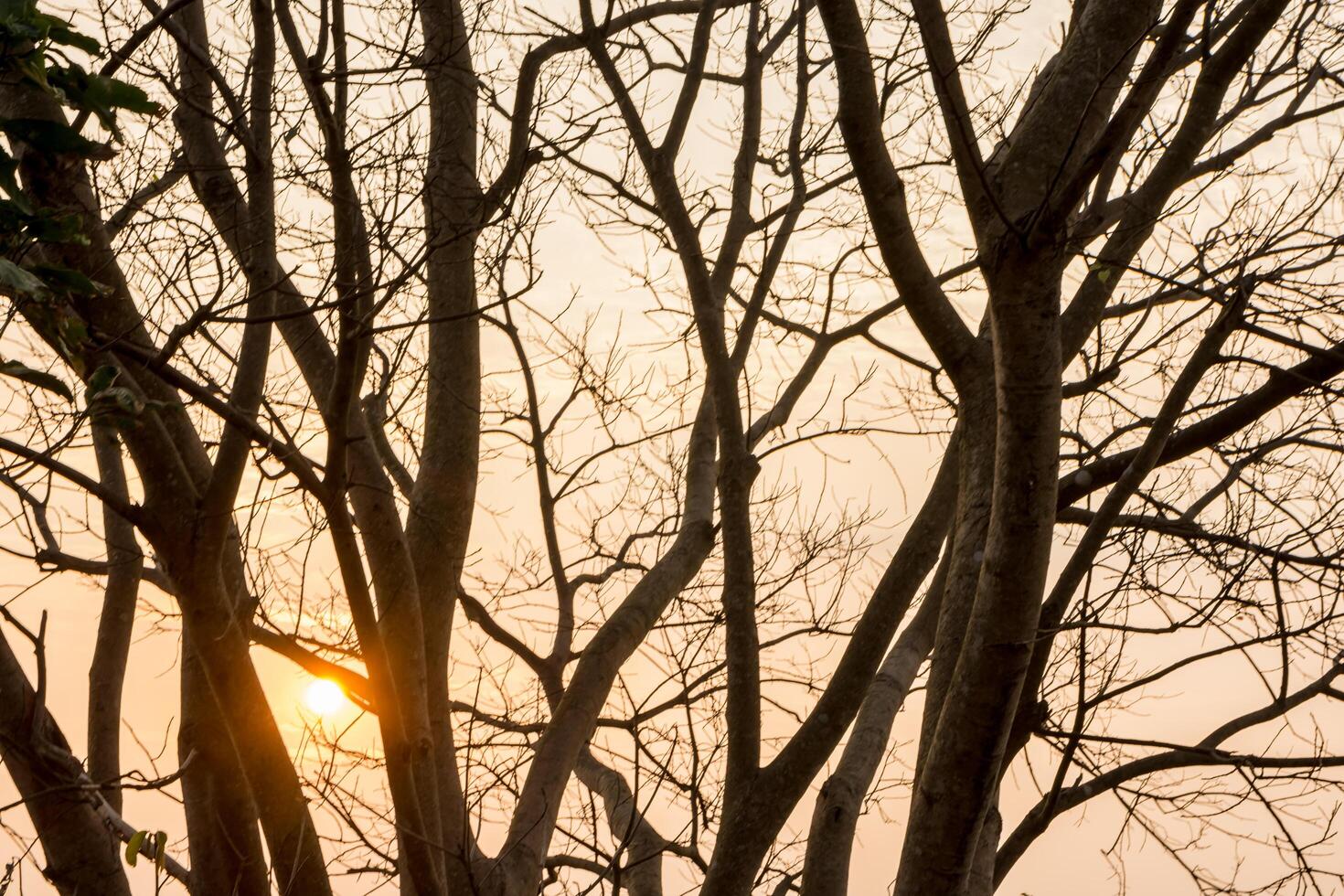 silueta de arboles al atardecer foto