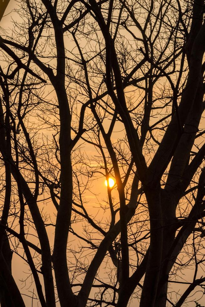 Silhouette of trees at sunset photo