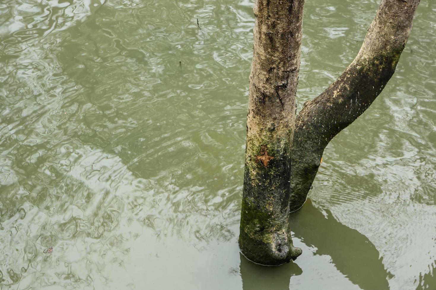 árbol muerto en el agua foto