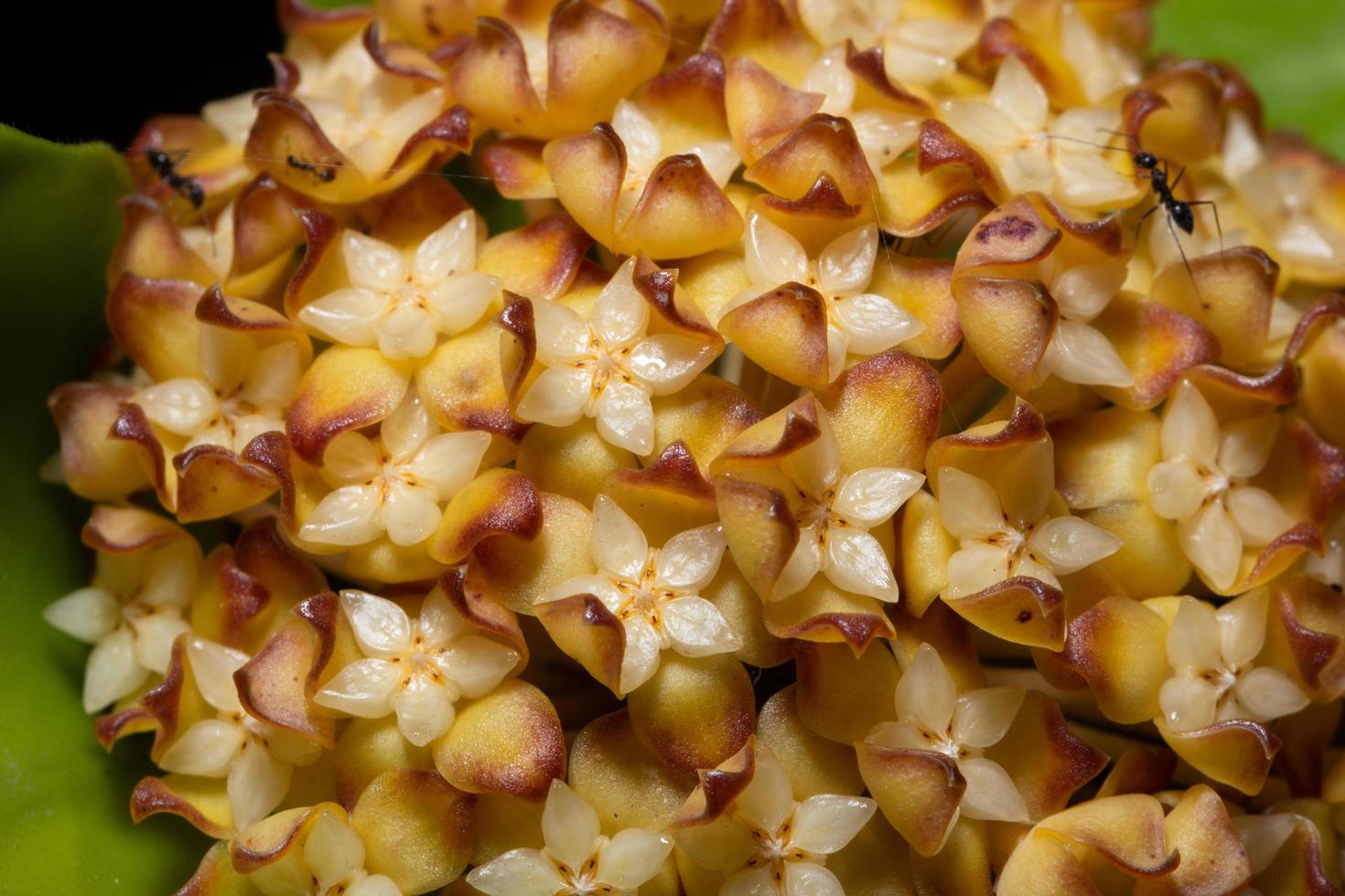 Hoya flower close-up photo
