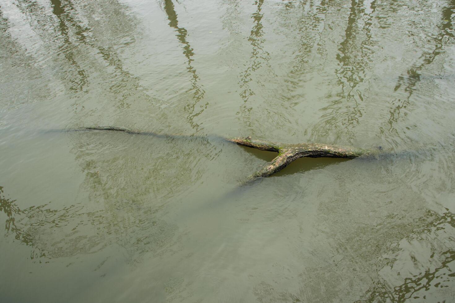 Dead tree in the water photo