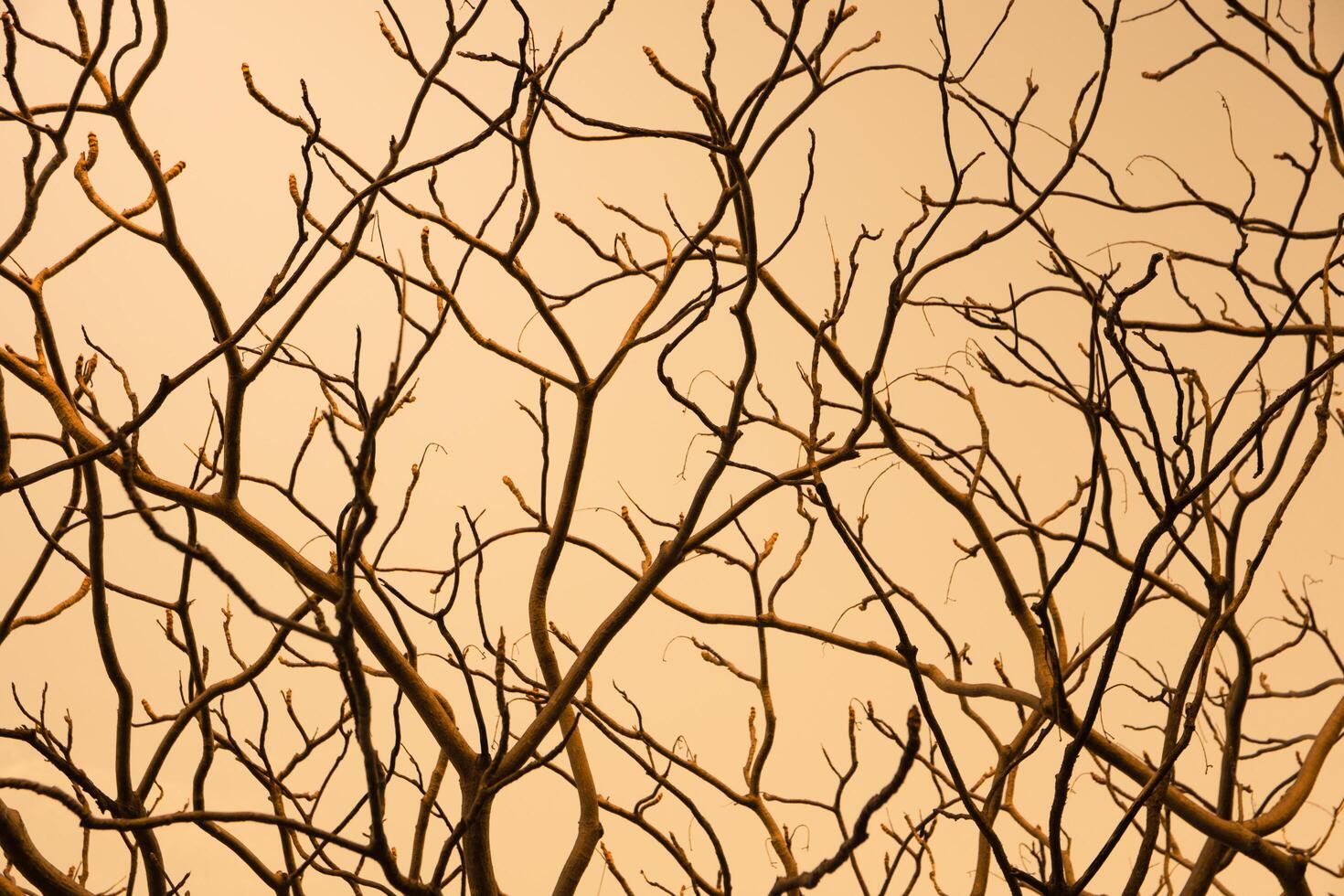 Silhouette of trees at sunset photo