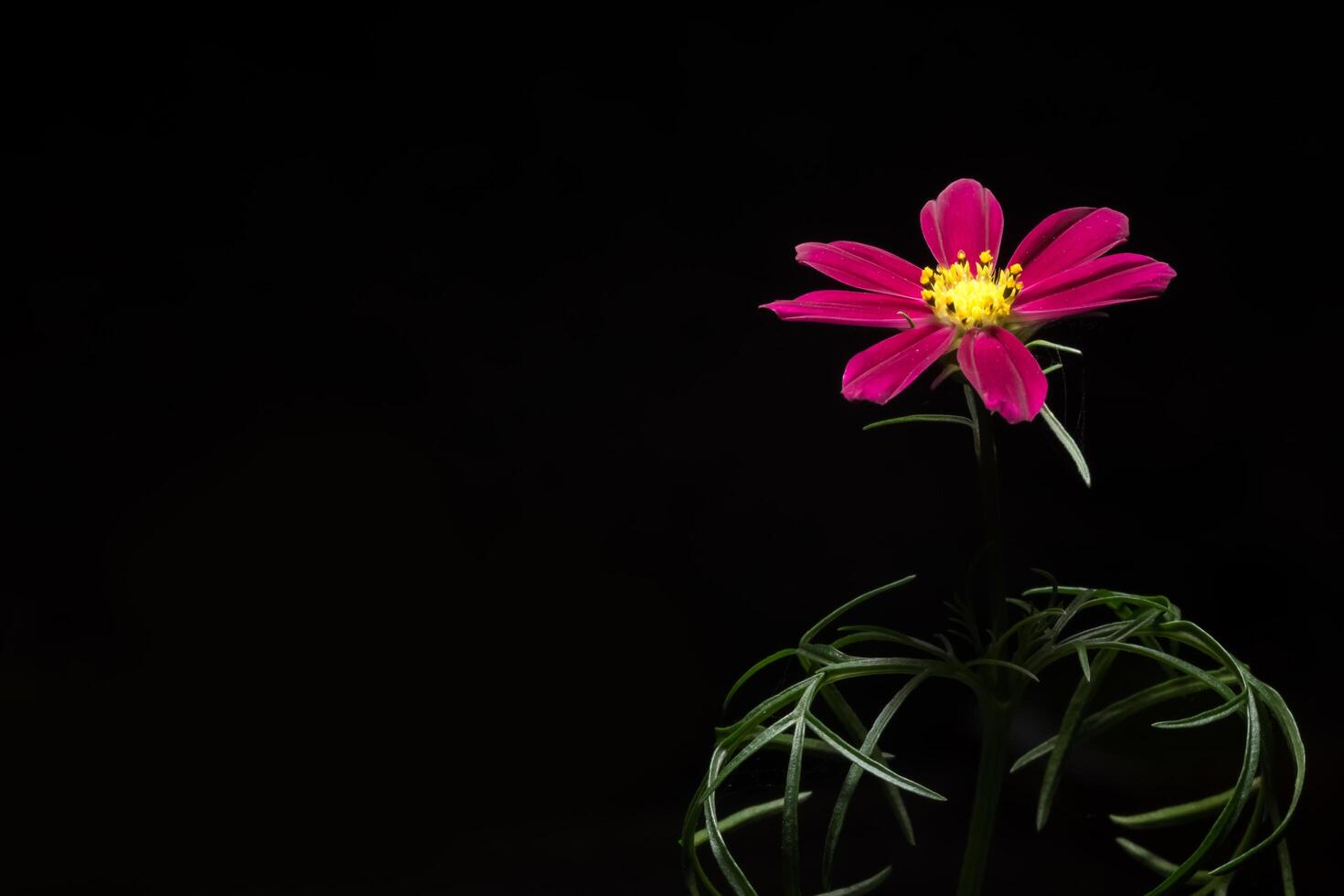 flor rosa sobre fondo negro foto