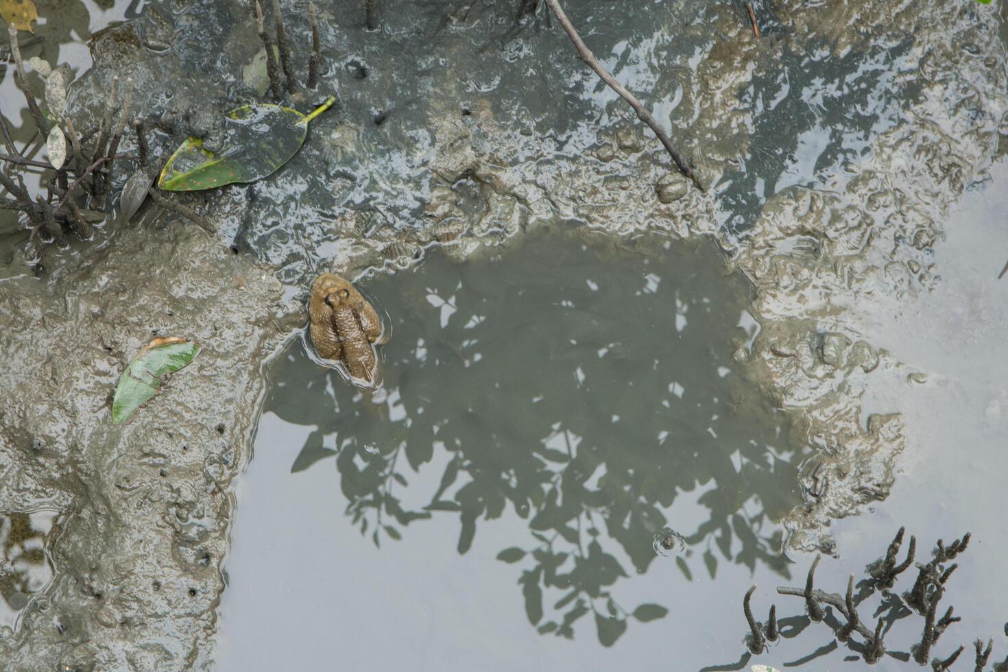 Mudskipper in the water photo