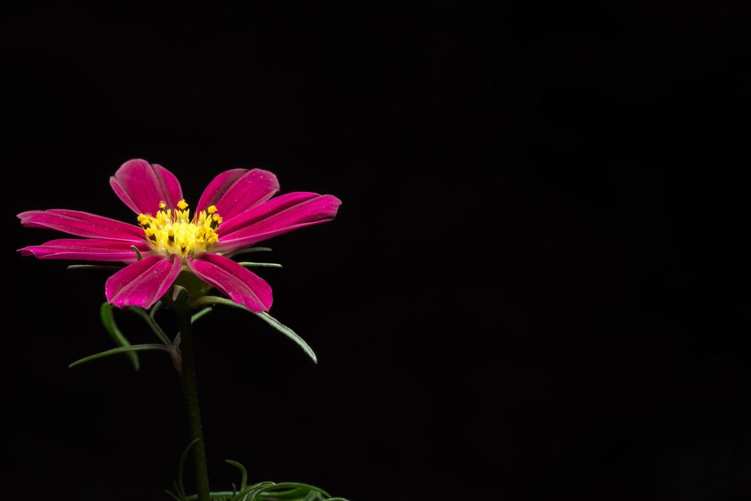 Pink flower on black background photo