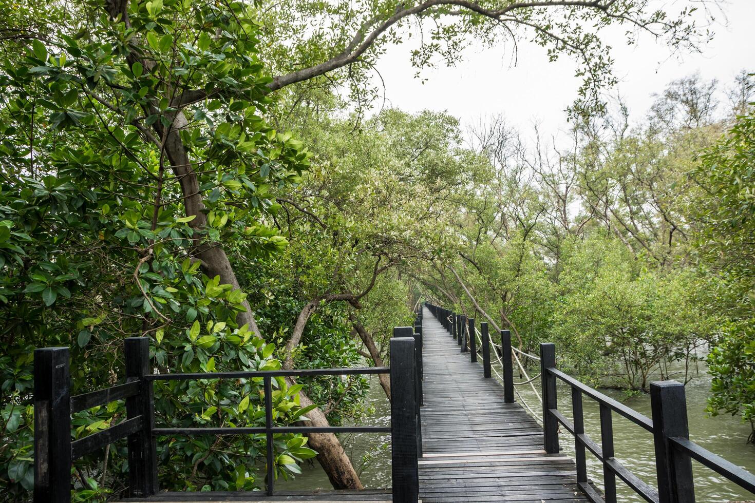 pasarela en el bosque de manglar foto