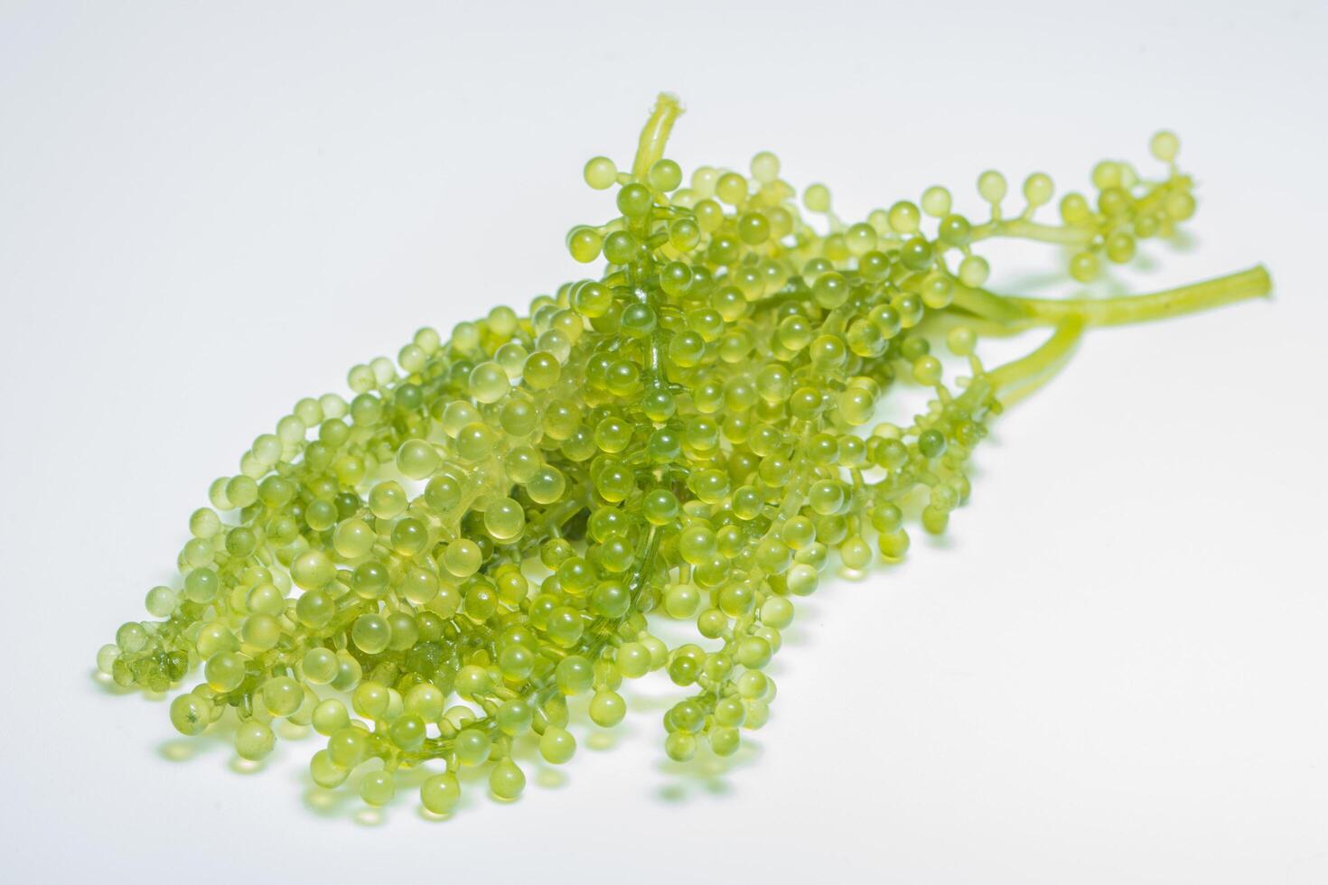 Seaweed grapes on white background photo