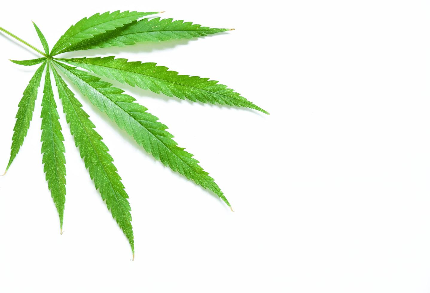 Cannabis Leaf isolated on white background photo