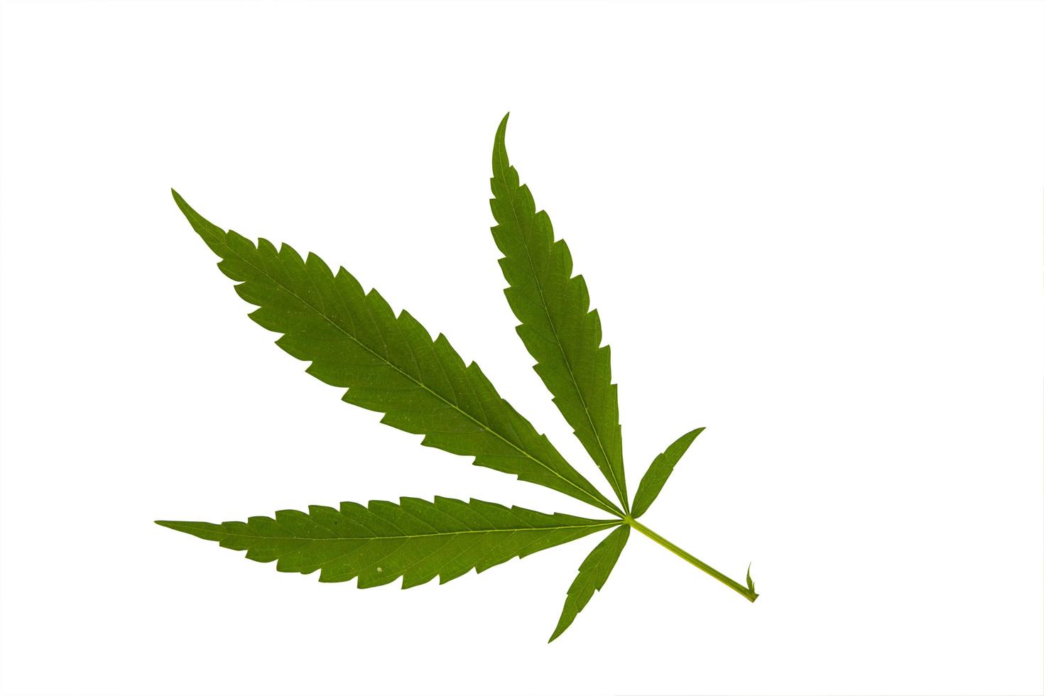 Cannabis leave isolated on white background photo