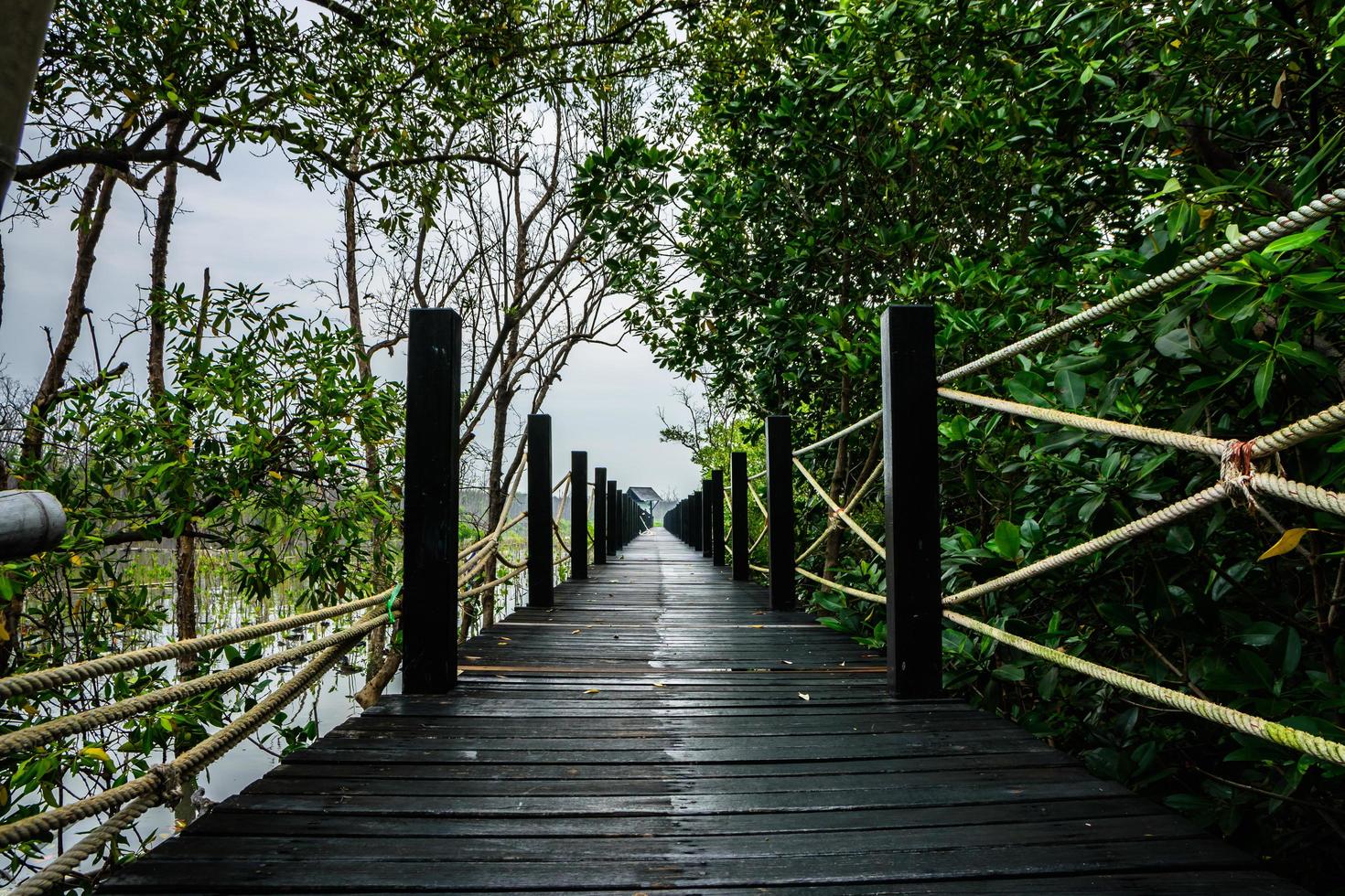 Walkway in the Mangrove forest photo