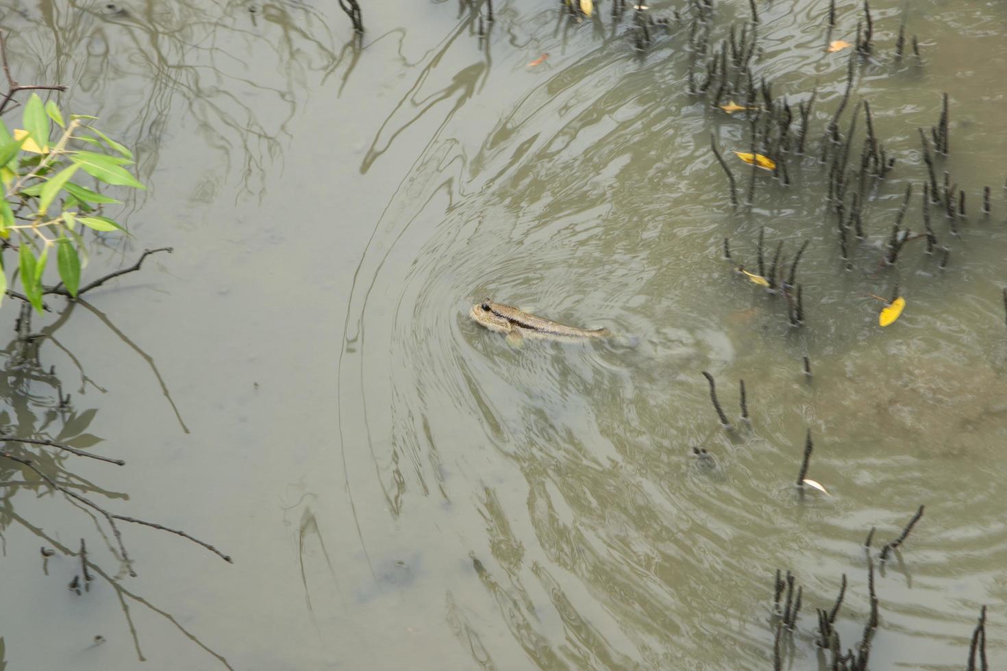 mudskipper en el agua foto