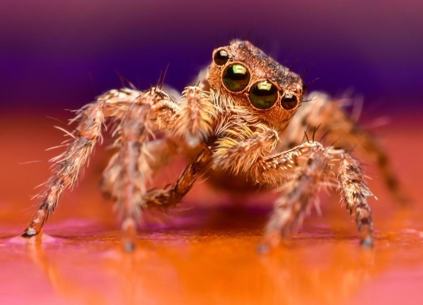 cerrar la araña saltarina foto