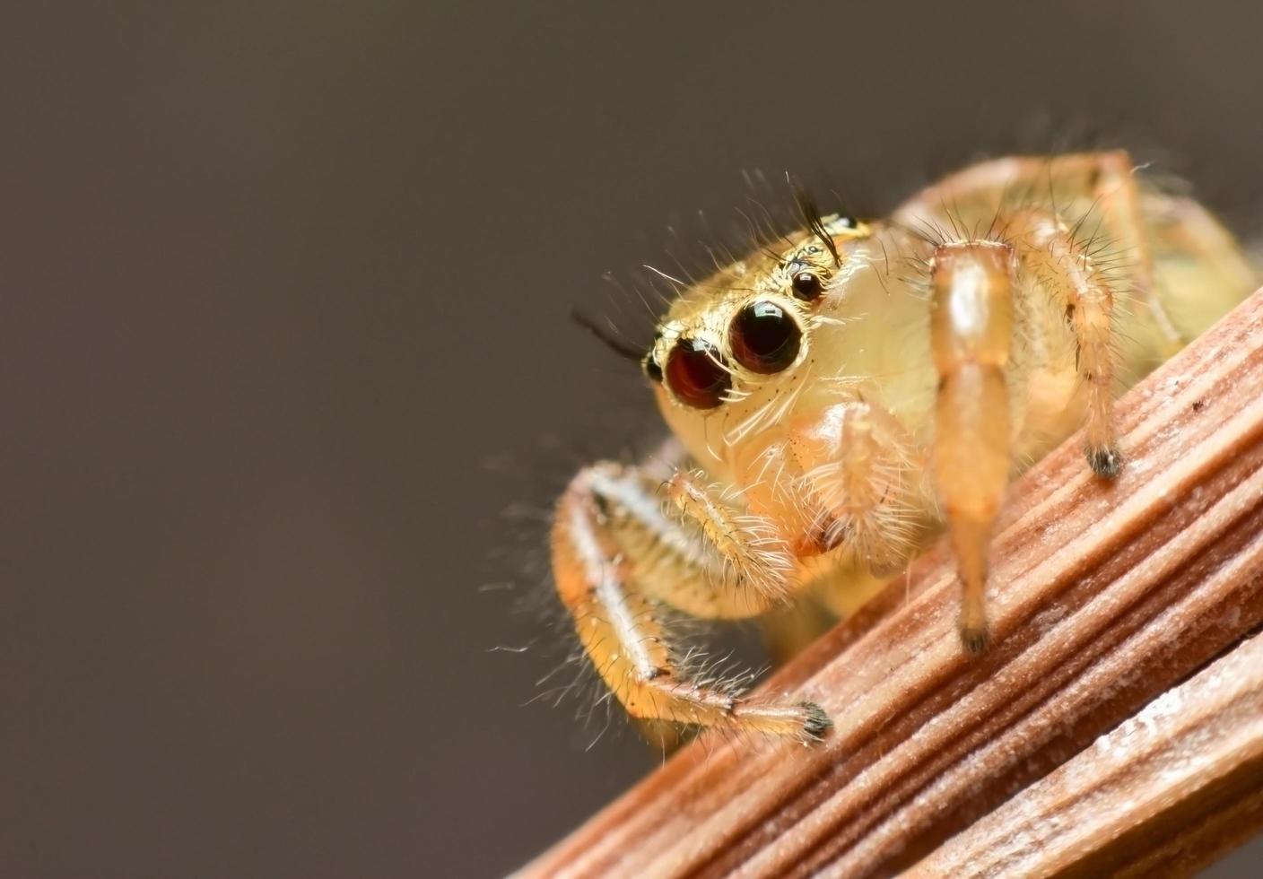 araña saltadora amarilla foto