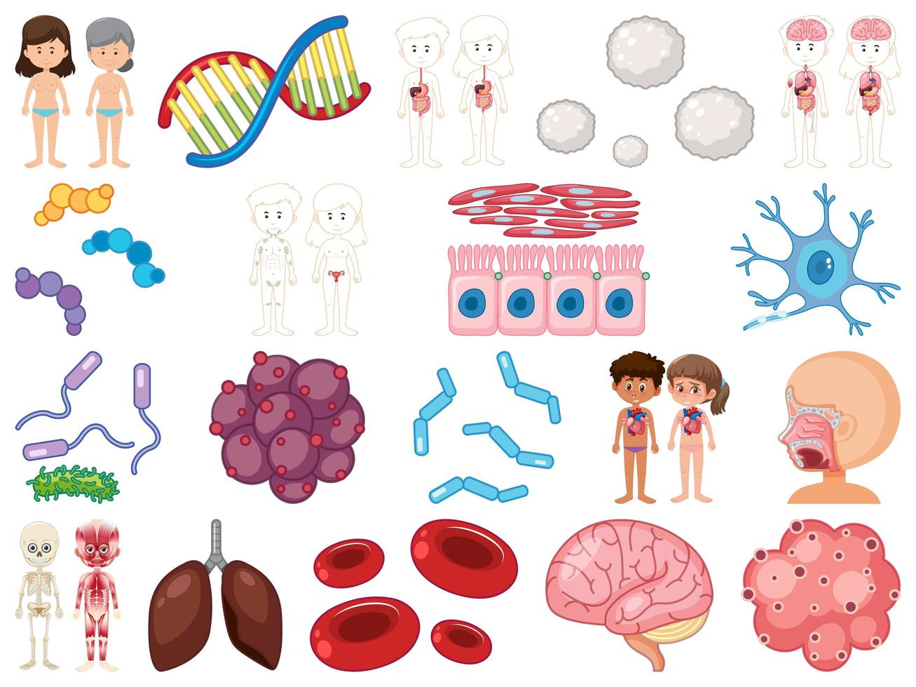 Set of human inner organs isolated on white background vector