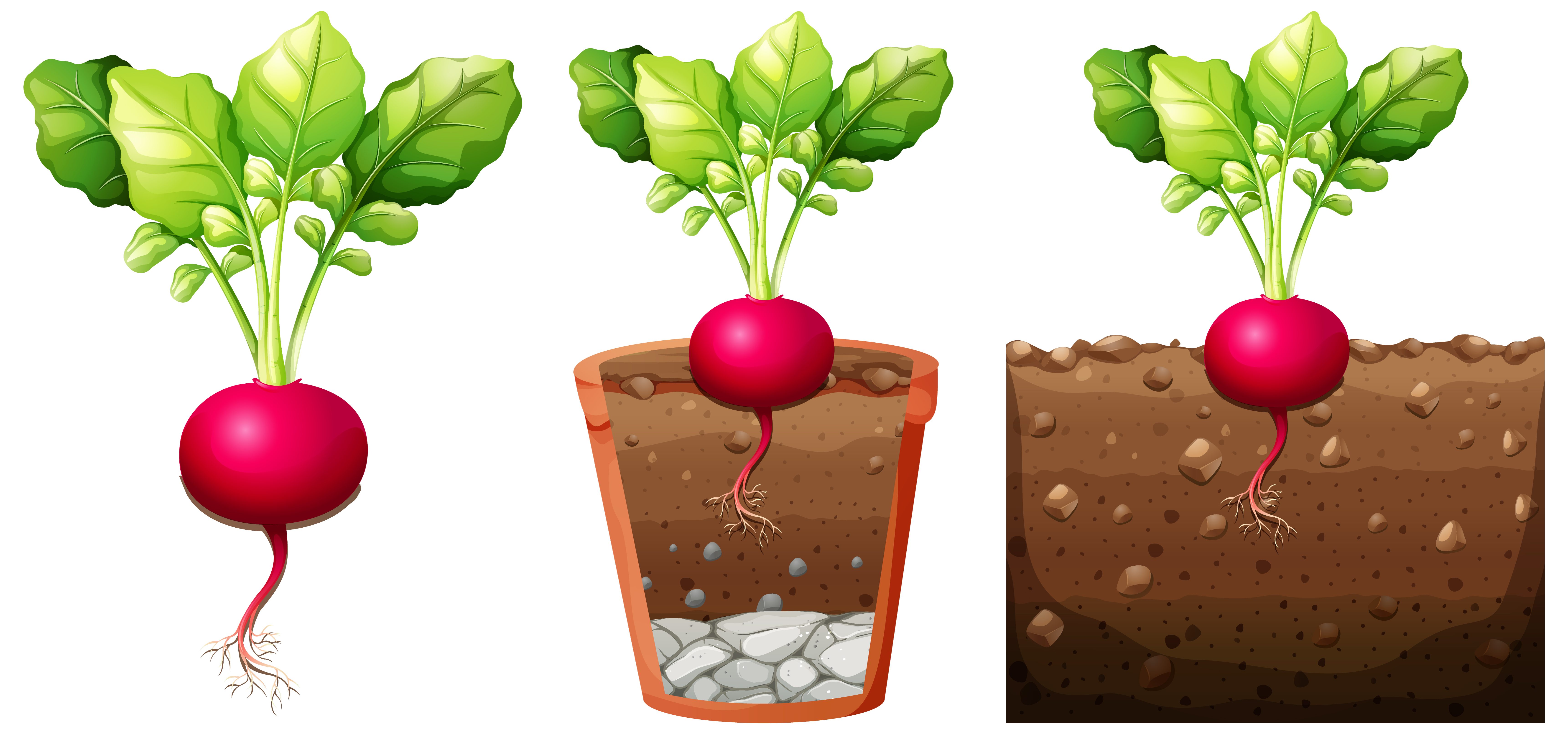 Set Of Radish Plant With Roots Isolated On White Background Vector Art At Vecteezy Set Of Radish Plant With Roots Isolated On White Background Vector Art At Vecteezy