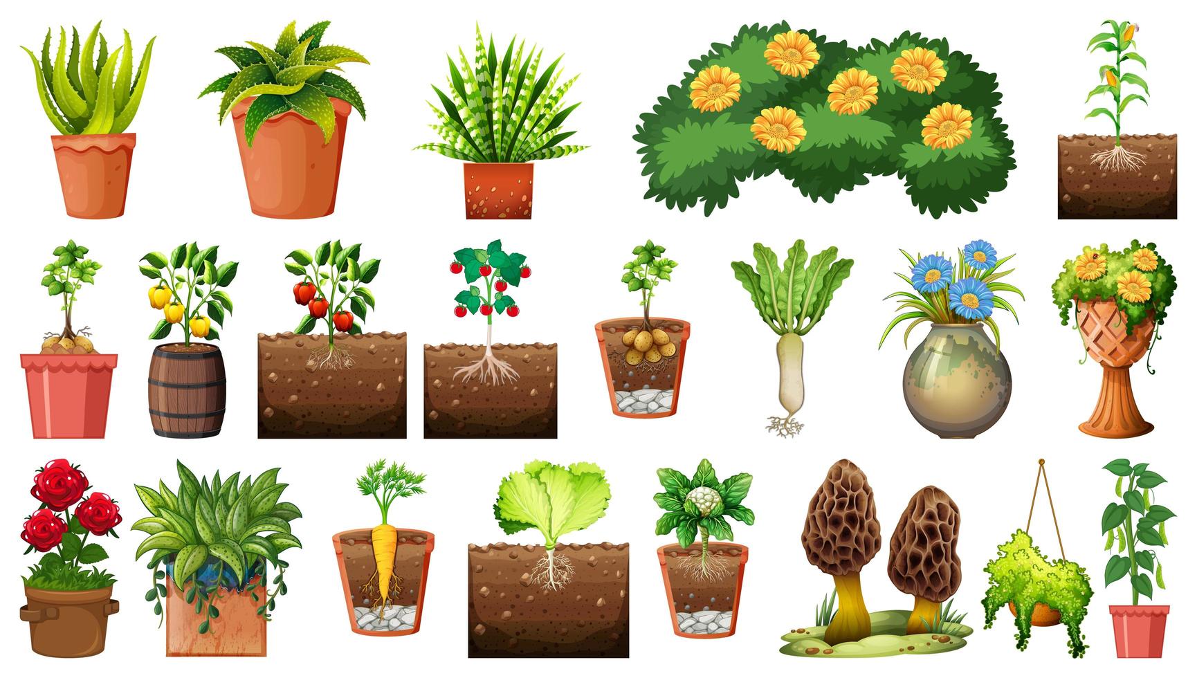 Set of different plants in pots isolated on white background vector