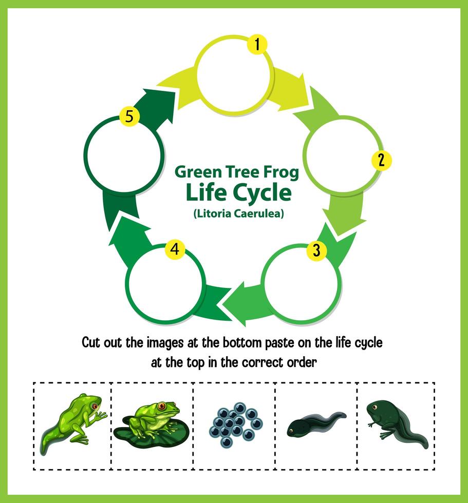 Diagram showing life cycle of Frog vector