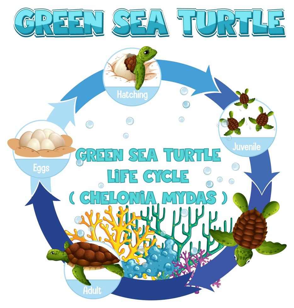 Diagram showing life cycle of Turtle vector