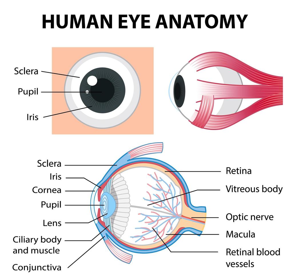 Diagram of human eye anatomy with label vector