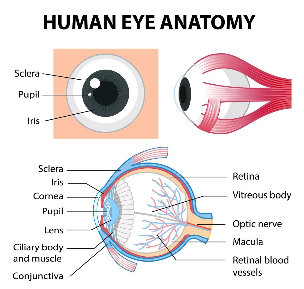 diagrama de la anatomía del ojo humano con etiqueta vector