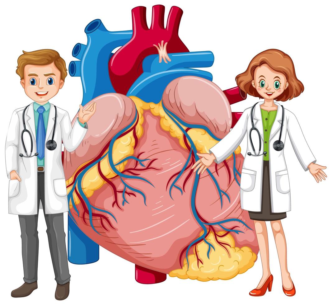 Human heart with two doctor cartoon character vector