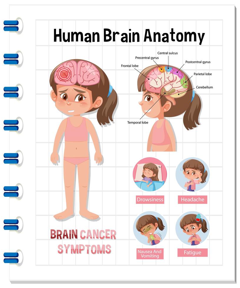 Information poster of human brain diagram vector