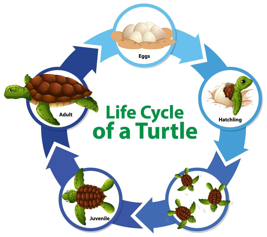 diagrama que muestra el ciclo de vida de la tortuga vector