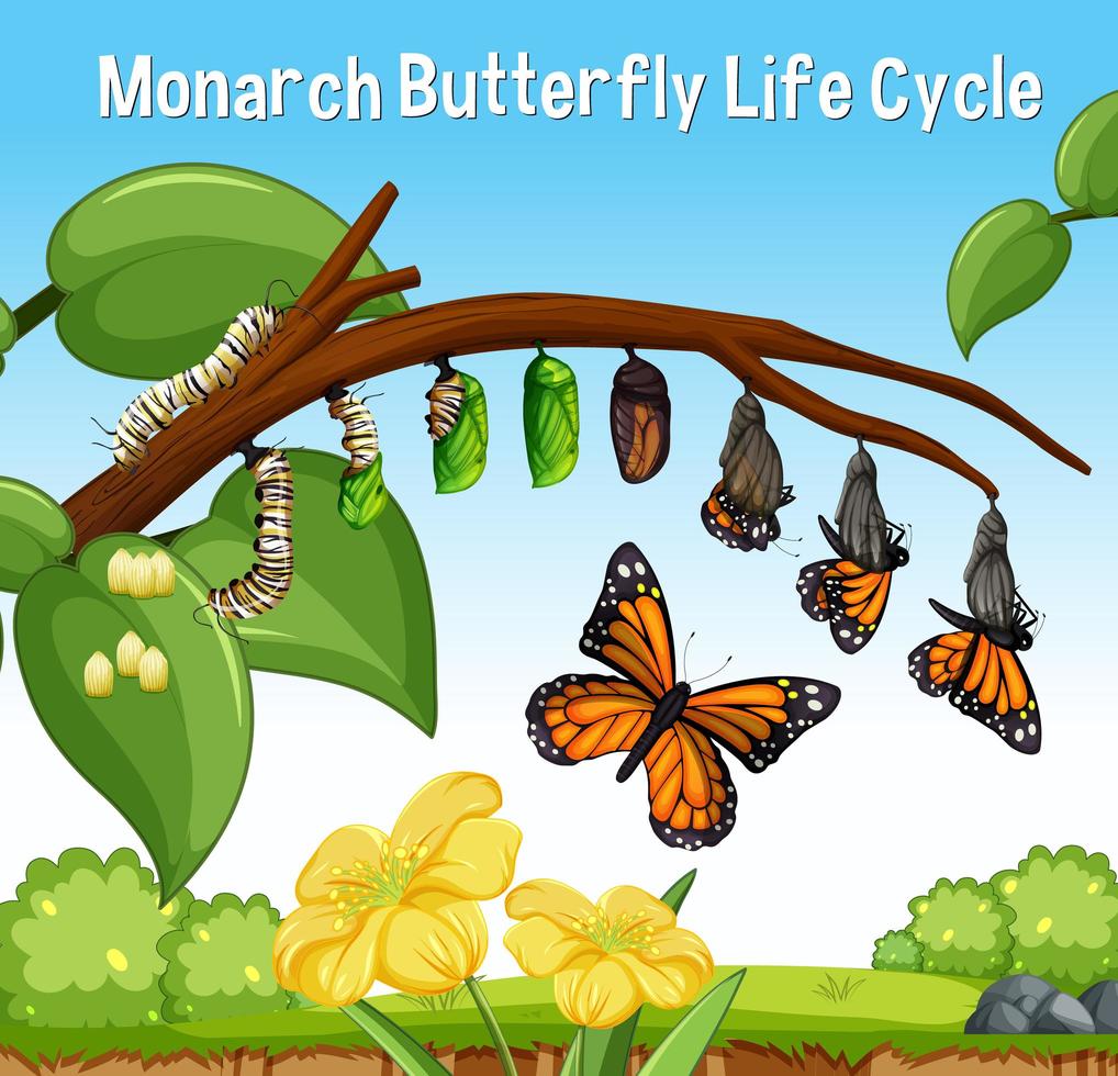 escena con ciclo de vida de la mariposa monarca vector