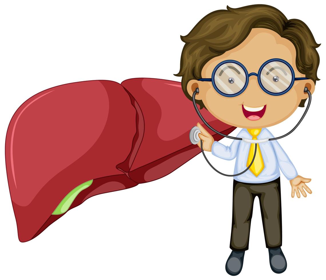 Liver with a doctor cartoon character vector