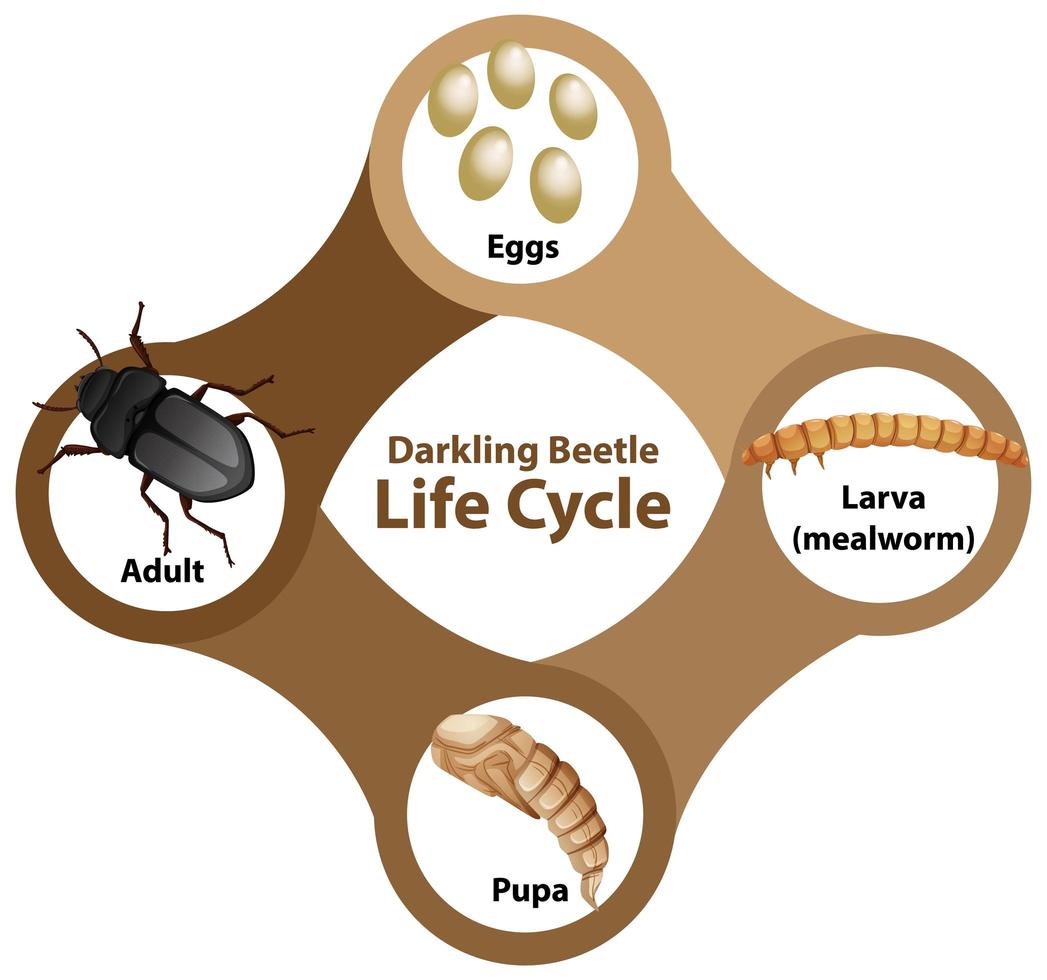 Diagram showing life cycle of Darkling Beetle vector