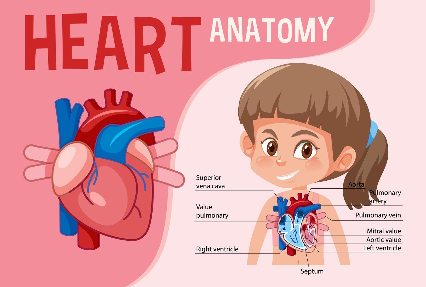 Information poster of human heart diagram vector