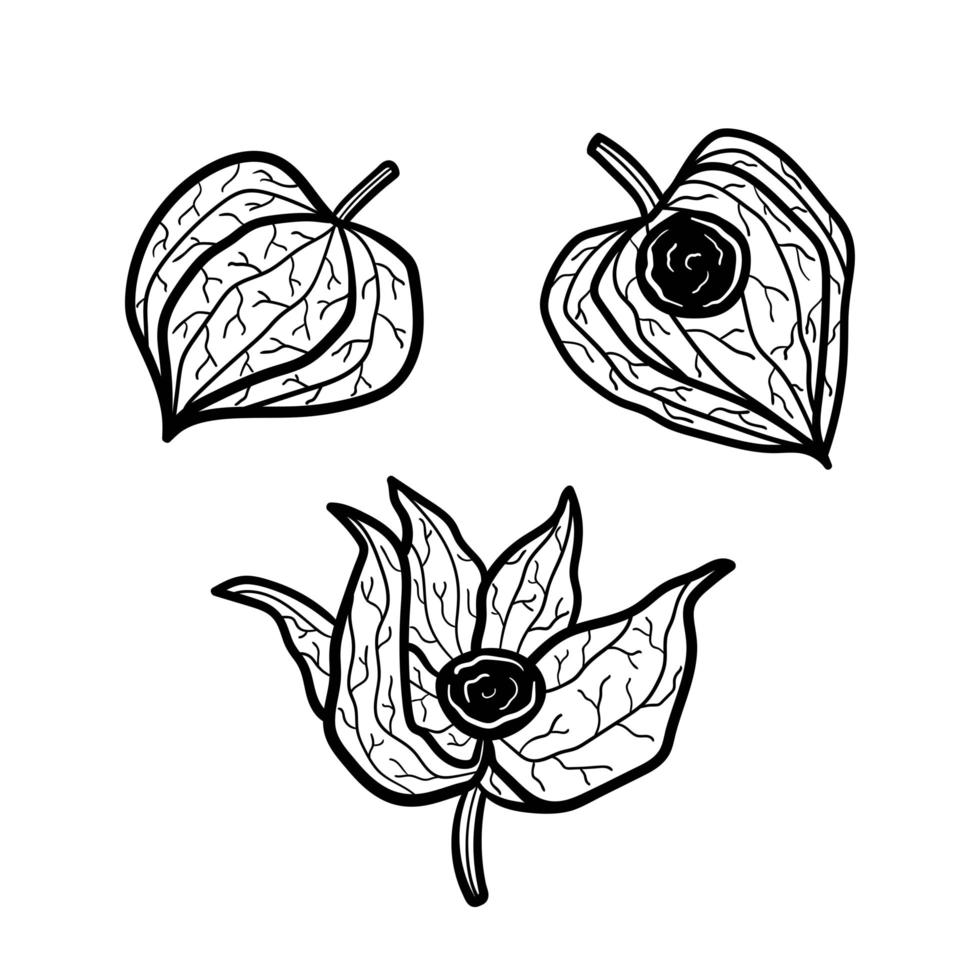 Physalis set of elements. Plant monochrome design. Line art. vector