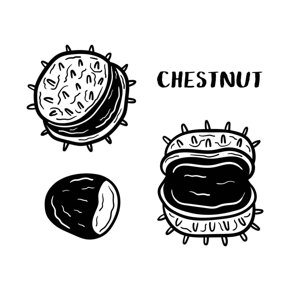 Sweet chestnut clip art vector