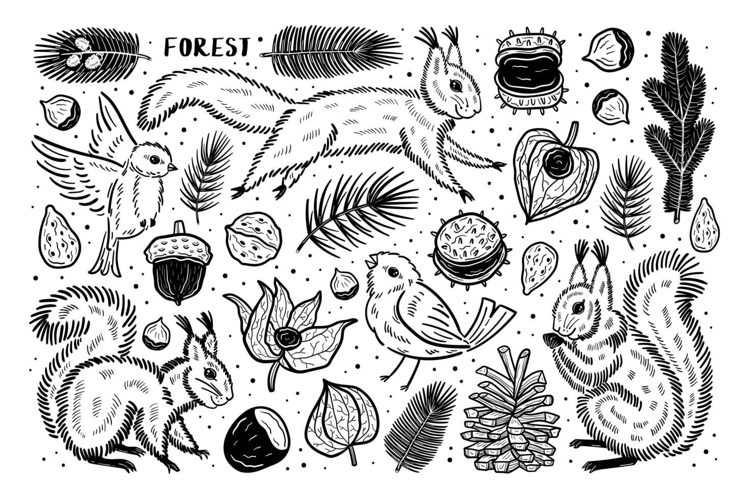 bosque conjunto de elementos de clip art. animales naturaleza plantas. ardilla pájaro piñón castaño rama semilla physalis cereza de invierno. vector