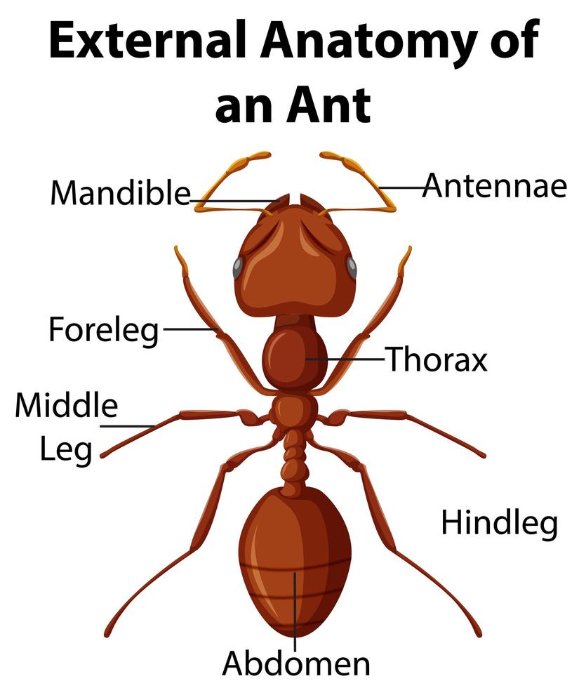 Anatomía externa de una hormiga sobre fondo blanco. vector