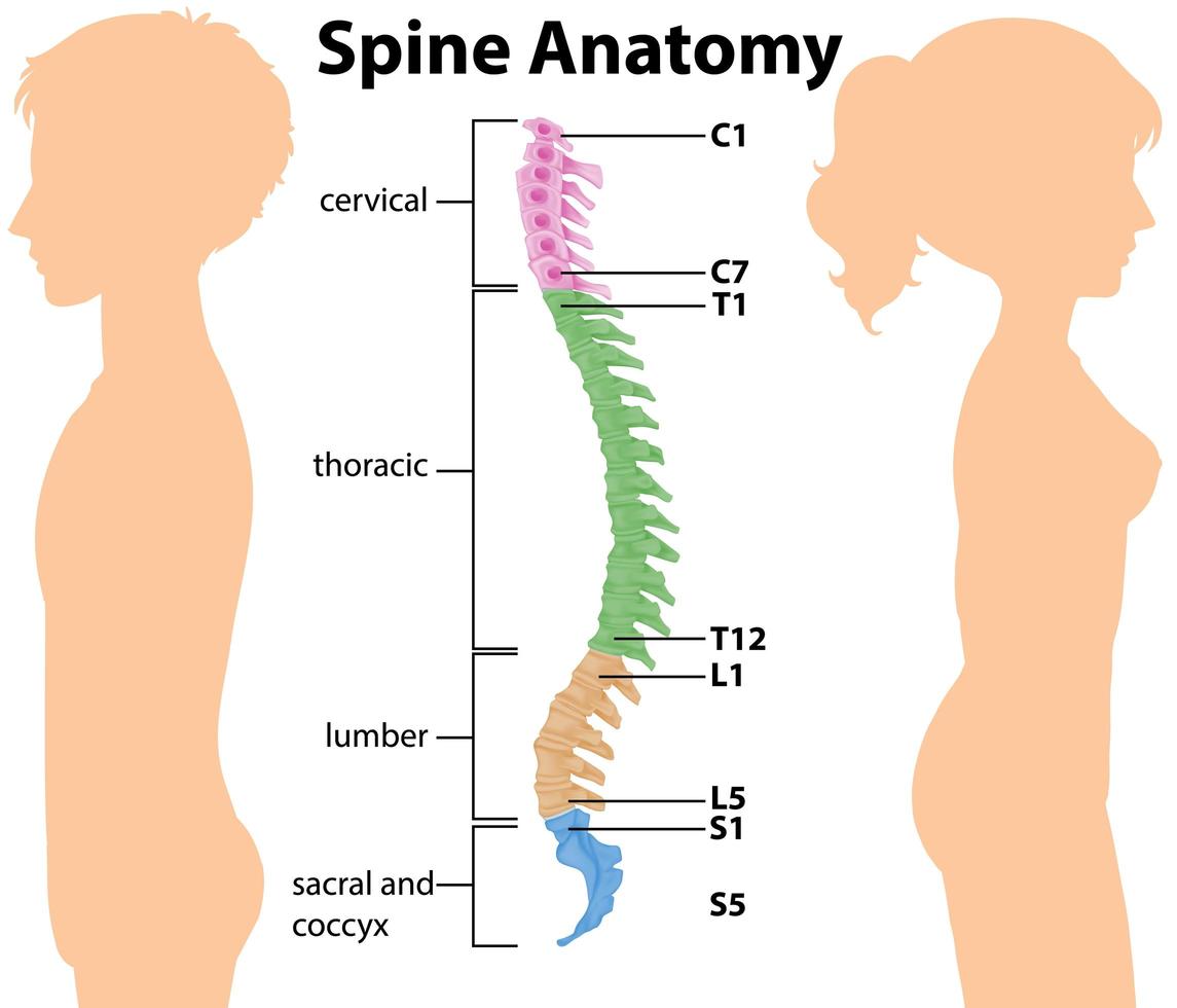 Anatomía de la columna vertebral humana sobre fondo blanco. vector