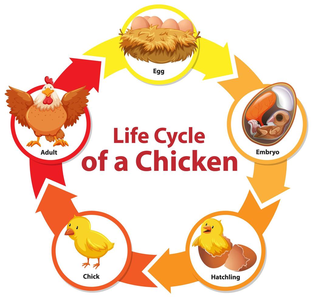 diagrama que muestra el ciclo de vida del pollo vector