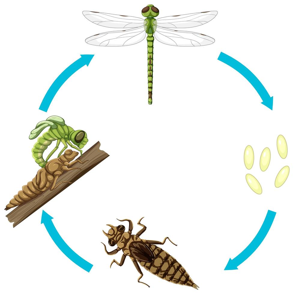 Life cycle of dragon fly on white background vector