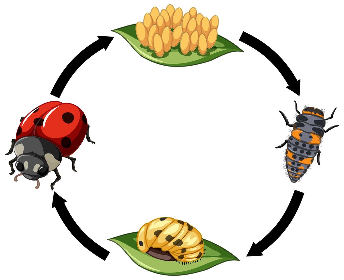 Life cycle of Ladybug on white background vector
