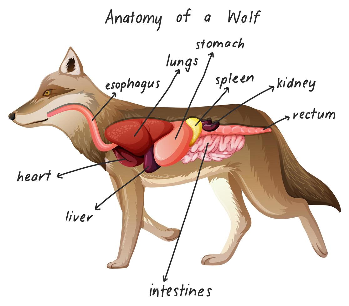 anatomía de un lobo vector