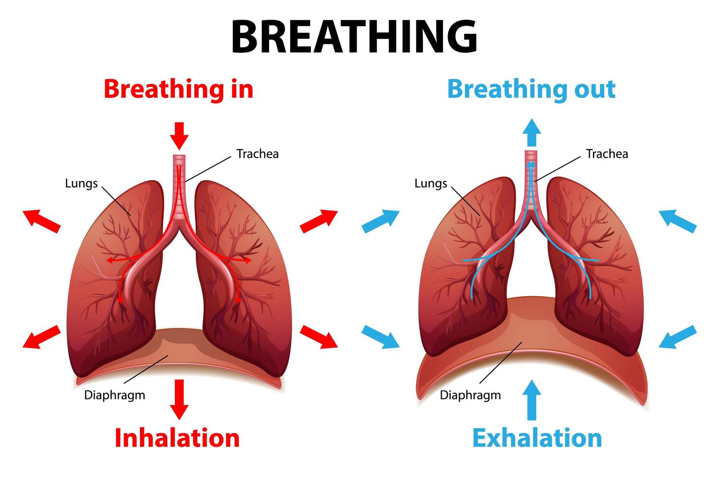 Breathing System Diagram Labeled